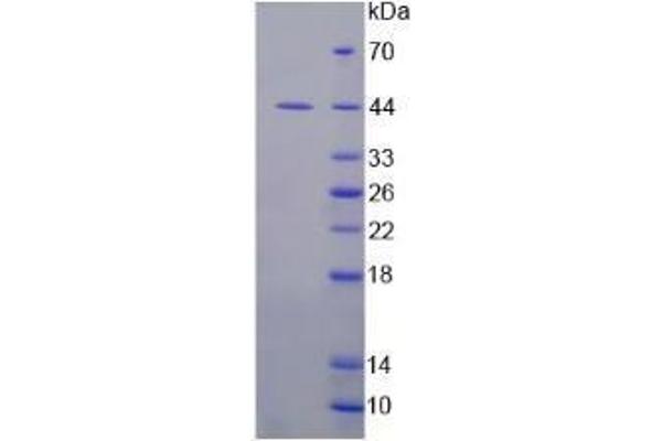 IDO Protein (AA 2-403) (His tag)