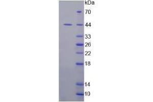 Figure. (IDO Protein (AA 2-403) (His tag))