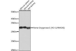 Western blot analysis of extracts of various cell lines, using Heme Oxygenase 1 (HO-1/HMOX1) (HO-1/HMOX1) antibody  at 1:500 dilution. (HMOX1 Antikörper)