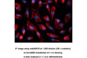 Image no. 1 for anti-Caveolin 1, Caveolae Protein, 22kDa (CAV1) antibody (ABIN363230) (Caveolin-1 Antikörper)