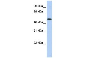 ARC antibody used at 1 ug/ml to detect target protein. (ARC (Middle Region) Antikörper)