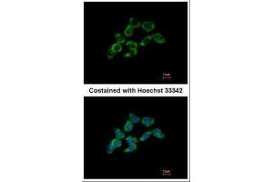 ICC/IF Image Immunofluorescence analysis of methanol-fixed HCT116, using DDAH1, antibody at 1:500 dilution.