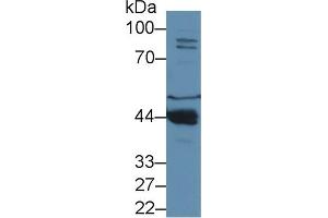 Western Blot; Sample: Mouse Liver lysate; ;Primary Ab: 1µg/ml Rabbit Anti-Mouse PON1 Antibody;Second Ab: 0. (PON1 Antikörper  (AA 2-186))