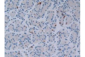 IHC-P analysis of Human Stomach Tissue, with DAB staining. (FGF18 Antikörper  (AA 10-199))