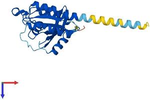 RERG Protein (AA 1-199) (His tag)