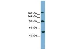 Image no. 1 for anti-ATG2 Autophagy Related 2 Homolog A (S. Cerevisiae) (ATG2A) (AA 107-156) antibody (ABIN6743808) (ATG2A Antikörper  (AA 107-156))