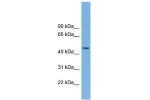 WB Suggested Anti-MIPOL1 Antibody Titration: 0. (MIPOL1 Antikörper  (Middle Region))