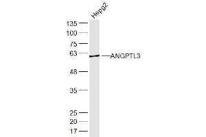 HepG2 lysates probed with ANGPTL3 Polyclonal Antibody, Unconjugated  at 1:300 dilution and 4˚C overnight incubation. (ANGPTL3 Antikörper  (AA 21-120))
