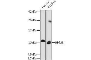 Western blot analysis of extracts of various cell lines, using RPS28 Rabbit pAb (ABIN7270024) at 1:1000 dilution. (RPS28 Antikörper)