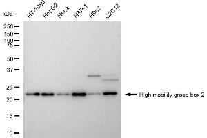 Western blotting analysis using High mobility group box 2 antibody (ABIN7798911). (Rekombinanter HMGB2 Antikörper)