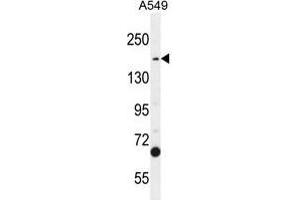 TDRD7 Antibody (C-term) western blot analysis in A549 cell line lysates (35 µg/lane). (TDRD7 Antikörper  (C-Term))