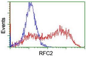 Image no. 1 for anti-Replication Factor C (Activator 1) 2, 40kDa (RFC2) (AA 1-234) antibody (ABIN1490618) (RFC2 Antikörper  (AA 1-234))