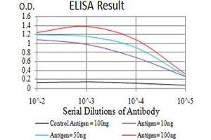 Fig. (Lamin B2 Antikörper  (AA 401-600))
