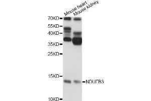 Western blot analysis of extracts of various cell lines, using NDUFB3 antibody. (NDUFB3 Antikörper)