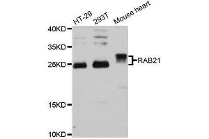 Western blot analysis of extracts of various cell lines, using RAB21 antibody. (RAB21 Antikörper  (AA 1-225))