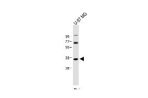 Anti-NAT8L Antibody (N-Term) at 1:1000 dilution + U-87 MG whole cell lysate Lysates/proteins at 20 μg per lane.
