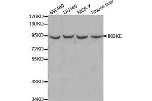 Western blot analysis of extracts of various cell lines, using IKBKE antibody (ABIN5970074) at 1/1000 dilution. (IKKi/IKKe Antikörper)