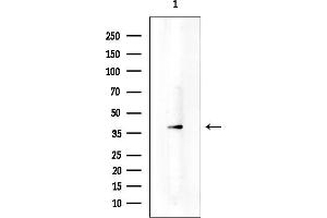 anti-MAS-Related GPR, Member F (Mrgprf) (C-Term) antibody