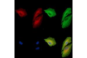 ABIN7096957 and ABIN7101024 staining  cells by IF/ICC. (TM4SF4 Antikörper)