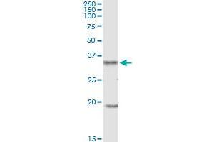 UCP2 MaxPab polyclonal antibody. (UCP2 Antikörper  (AA 1-309))