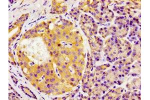 Immunohistochemistry of paraffin-embedded human pancreatic tissue using ABIN7154478 at dilution of 1:100 (GAS1 Antikörper  (AA 248-318))
