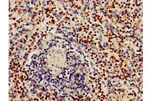IHC image of ABIN7154415 diluted at 1:800 and staining in paraffin-embedded human spleen tissue performed on a Leica BondTM system. (GZMB Antikörper  (AA 21-247))