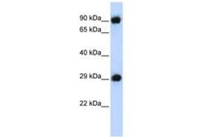 Image no. 1 for anti-Proteasome Subunit Alpha Type 3 (PSMA3) (AA 179-228) antibody (ABIN6744209)