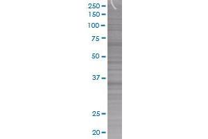 LSAMP transfected lysate. (LSAMP 293T Cell Transient Overexpression Lysate(Denatured))