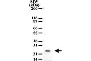 Western blot analysis of PGLYRP1 in tissue lysates from mouse spleen using PGLYRP1 monoclonal antibody, clone 188C424  at a dilution of 2 ug/mL . (PGLYRP1 Antikörper  (AA 165-180))