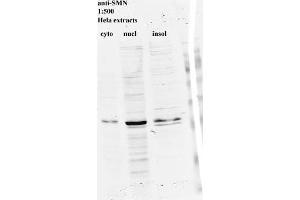 Western blot for SMN on HeLa cell extracts (SMN1 Antikörper)