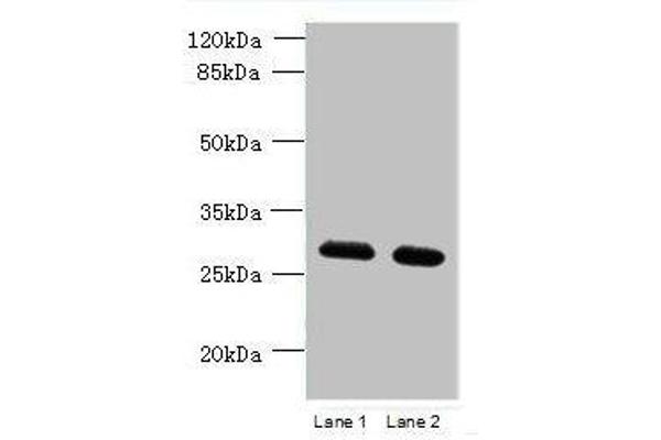 TMEM38B Antikörper  (AA 249-291)