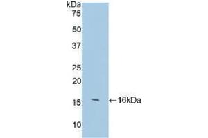 Western blot analysis of recombinant Human IgG4. (Kaninchen anti-Human IgG4 (AA 222-327) Antikörper)