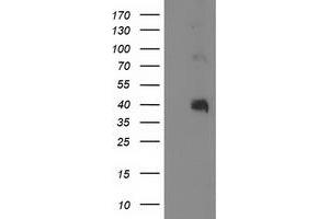 Image no. 2 for anti-Paraoxonase 1 (PON1) antibody (ABIN1500346)