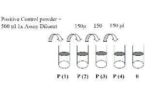This picture shows the preparation of the positive control. (AKT1 ELISA Kit)