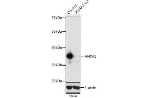 Western blot analysis of extracts from normal (control) and ANXA1 knockout (KO) HeLa cells using ANXA1 Polyclonal Antibody at dilution of 1:1000. (Annexin a1 Antikörper)
