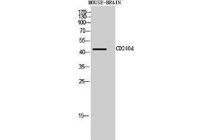 Western Blotting (WB) image for anti-Rh Blood Group, D Antigen (RHD) (Internal Region) antibody (ABIN3181464) (RHD Antikörper  (Internal Region))
