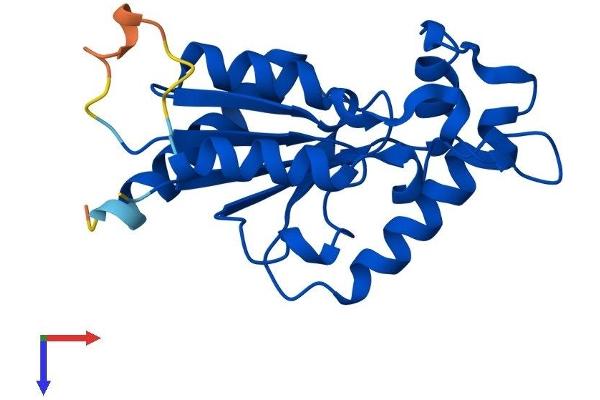 NMRK1 Protein (AA 1-195) (His tag)