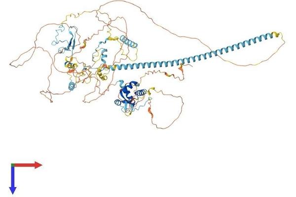 CHAF1A Protein (AA 1-911) (His tag)