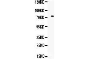 Western blot analysis of ZBTB7A expression in HELA whole cell lysates (lane 1).