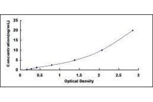 ELISA image for Gap Junction Protein, beta 6, 30kDa (GJB6) ELISA Kit (ABIN419839)
