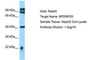 Image no. 1 for anti-MTERF Domain Containing 3 (MTERFD3) (AA 110-159) antibody (ABIN6750118) (MTERFD3 Antikörper  (AA 110-159))