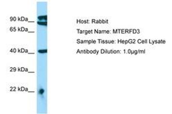 MTERFD3 Antikörper  (AA 110-159)