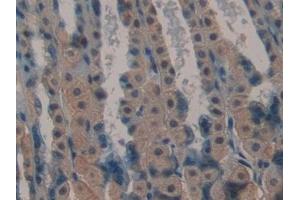 Immunohistochemistry (IHC) image for anti-Laminin, alpha 1 (LAMA1) (AA 2640-2773) antibody (ABIN7432094)