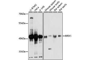 Western blot analysis of extracts of various cell lines, using BRIX1 antibody (ABIN7265951) at 1:1000 dilution. (BRIX1 Antikörper  (AA 1-353))