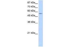 DDX47 antibody used at 1. (DDX47 Antikörper)