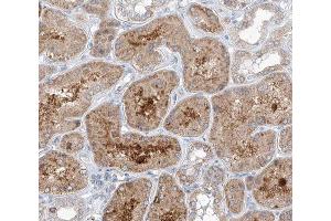 ABIN6266785 at 1/100 staining human kidney tissue sections by IHC-P. (TUBGCP3 Antikörper  (N-Term))