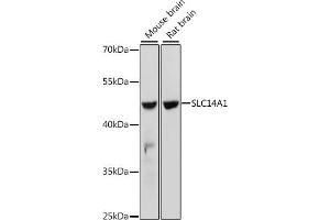 Western blot analysis of extracts of various cell lines, using SLC14 antibody (5991) at 1:1000 dilution.