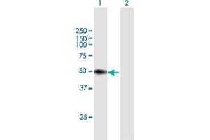Western Blot analysis of PI16 expression in transfected 293T cell line by PI16 MaxPab polyclonal antibody.