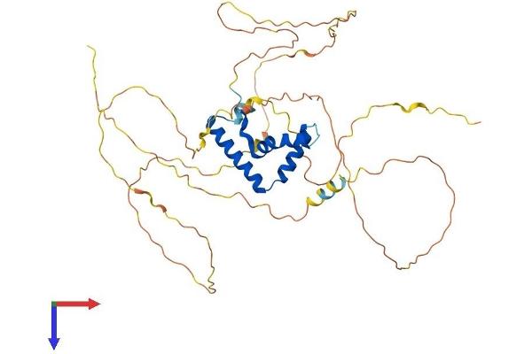 TCF7 Protein (AA 1-419) (His tag)