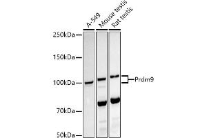 Western blot analysis of extracts of various cell lines, using Prdm9 antibody (ABIN7269500) at 1:1000 dilution. (PRDM9 Antikörper)
